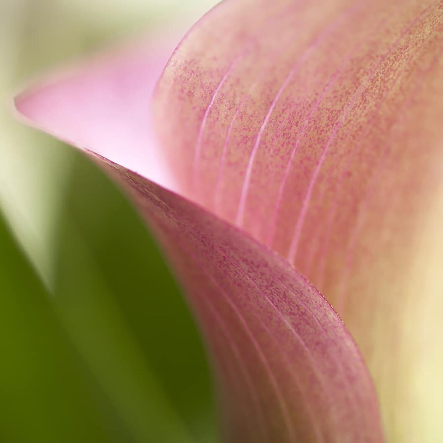 Pink Lines Kurt Johnson Photography for sale