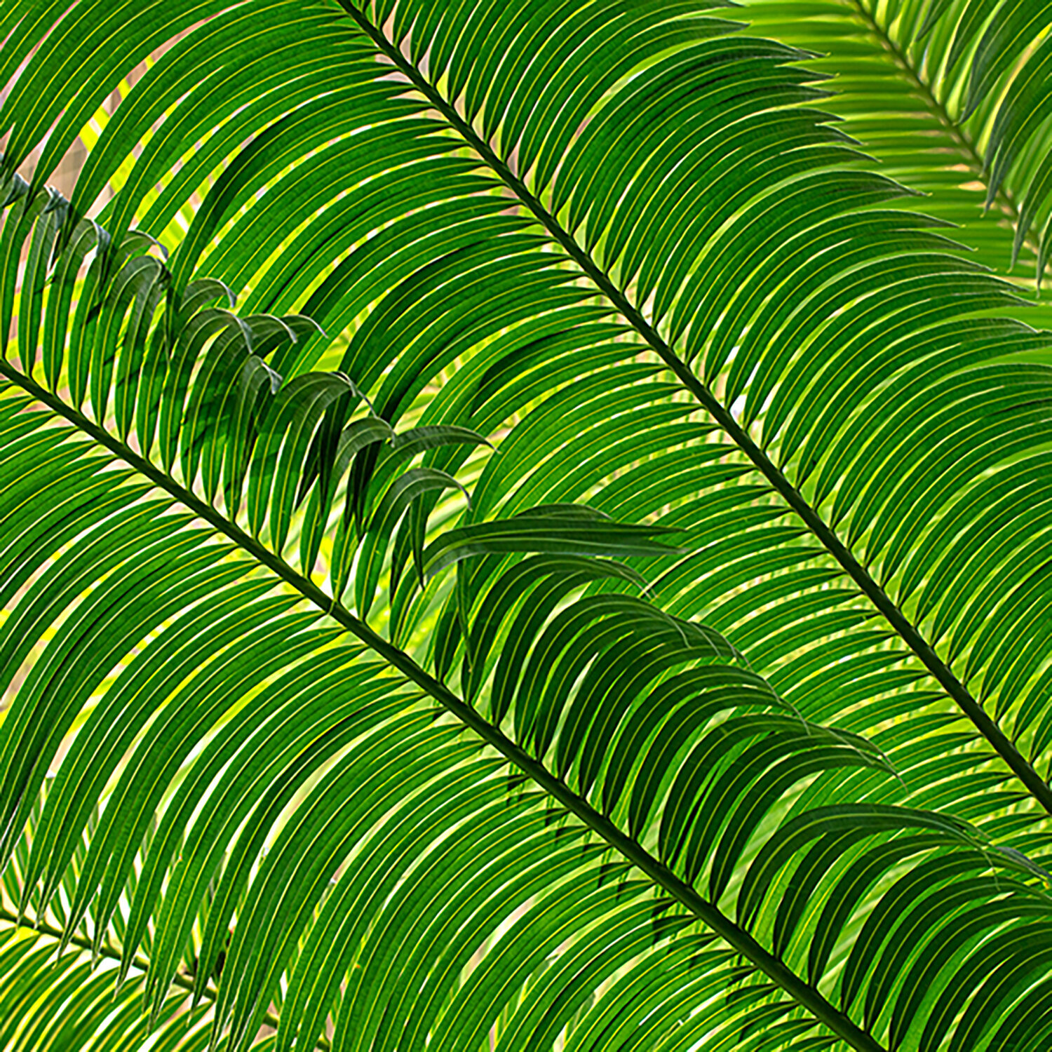 Green Lines Kurt Johnson Fotografía en venta