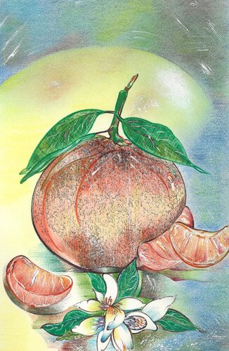 Mandarino di Ciaculli by Cettina Pagano, デッサン for Sale on Singulart
