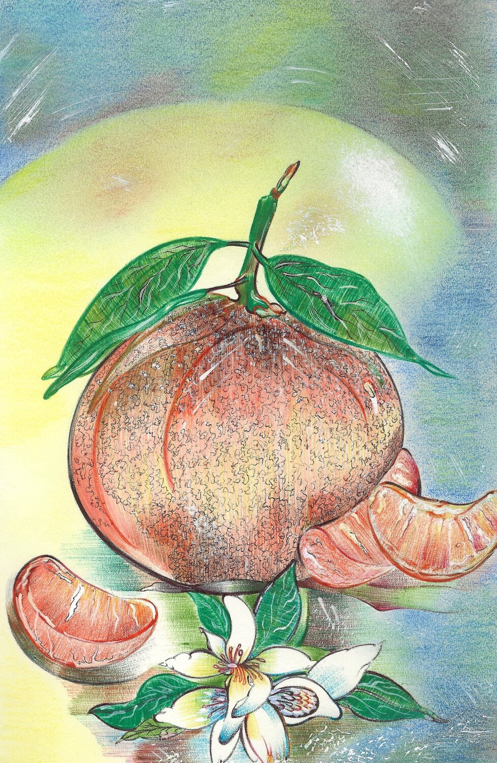 Mandarino di Ciaculli Cettina Pagano Drawing for sale