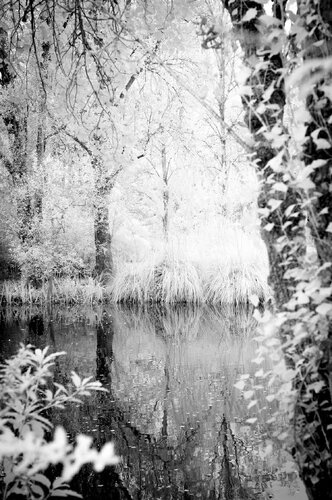 Gardens in Red 3 de Pedro Pinto Basto, Fotografía a la venta en Singulart