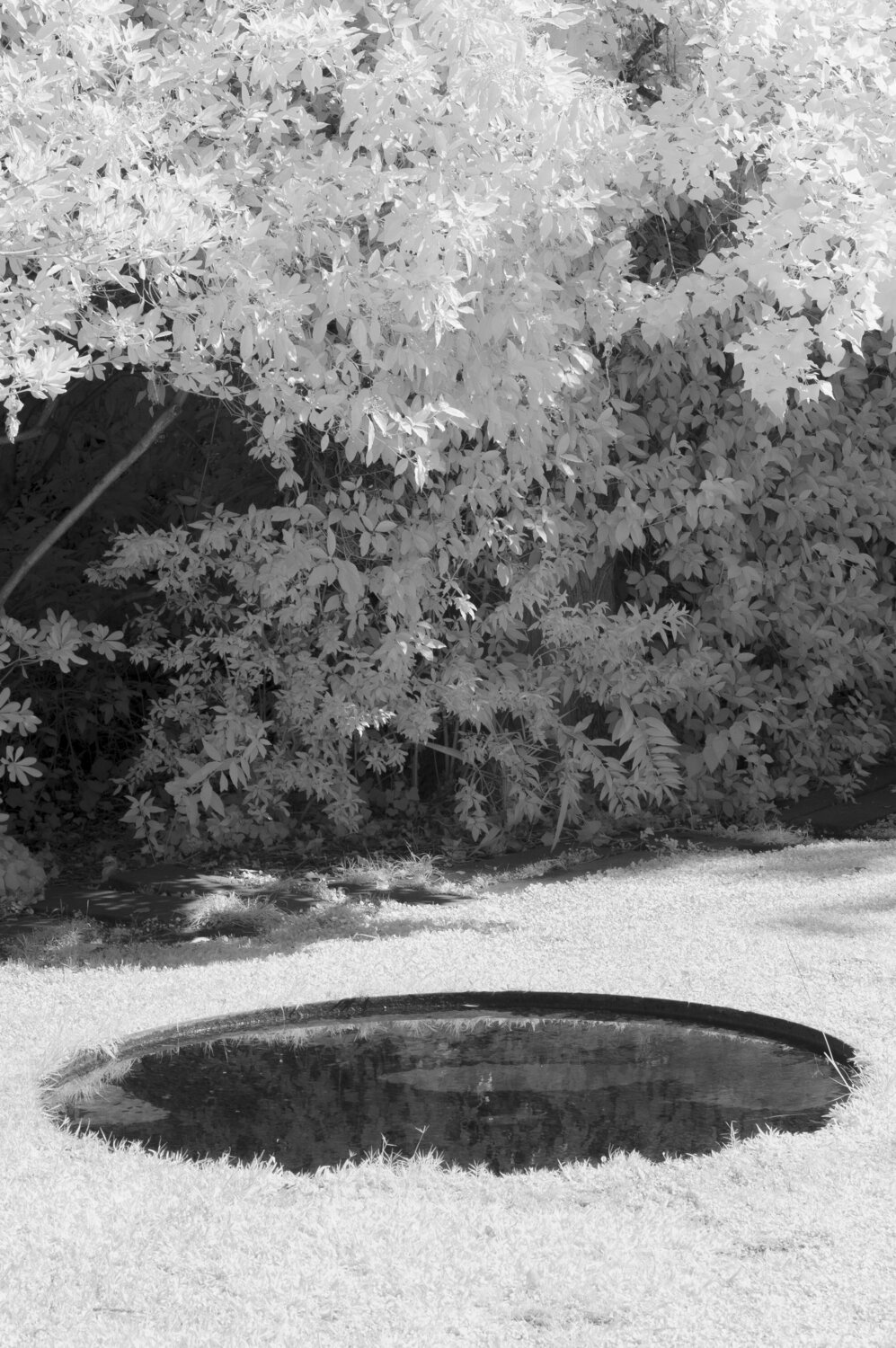Gardens in Red 2 Pedro Pinto Basto Photography for sale