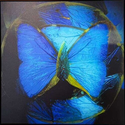 Butterfly de Ethan Blu, Pintura a la venta en Singulart