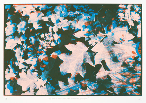 Reading a poem and the Hydrangea quercifolia by Christian Reijnoudt, Print for Sale on Singulart