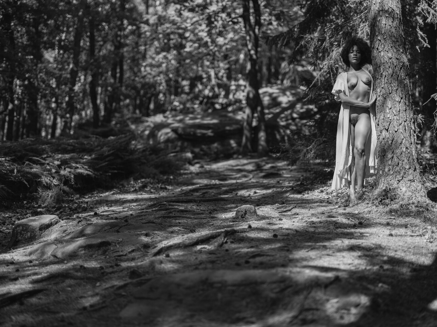 Summer forest Christian Schaeffer Fotografie zu verkaufen