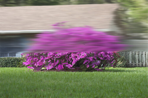 Azalea by Michael Eugene Katz, Digital for Sale on Singulart