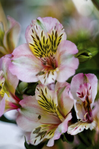 Alstroemeria in zartem Rosa-Weiß - gedruckt auf Hahnemühle Spezialpapier van Daniel Gehring, Fotografie te koop op Singulart
