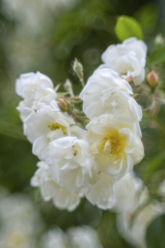 Weiße Rose in zarter Fülle - gedruckt auf Hahnemühle Spezialpapier by Daniel Gehring, Photography for Sale on Singulart