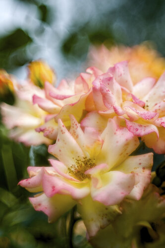 Zweifarbige Rose in Gelb und Rosa - gedruckt auf Hahnemühle Spezialpapier by Daniel Gehring, Photography for Sale on Singulart