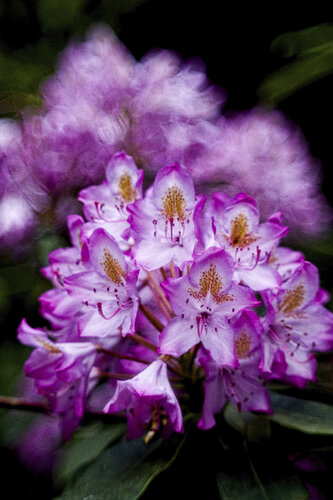 Rhododendron in zartem Violett-Rosa - gedruckt auf Hahnemühle Spezialpapier by Daniel Gehring, Photography for Sale on Singulart