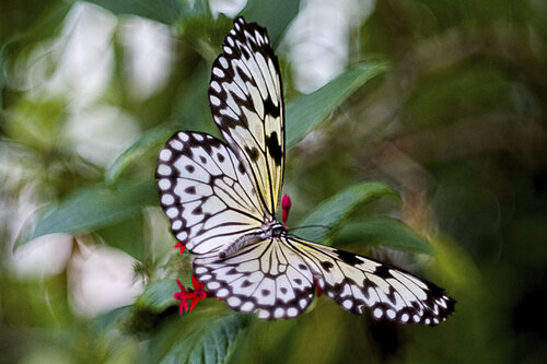 Großer Baumweißling | Rice Paper Butterfly | Fine Art Makrofotografie di Daniel Gehring, Fotografia in vendita su Singulart
