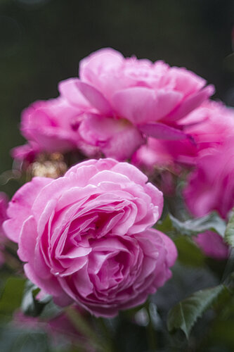 Pink Rose | Fine Art Makrofotografie | Rosen Kunstdruck di Daniel Gehring, Fotografia in vendita su Singulart