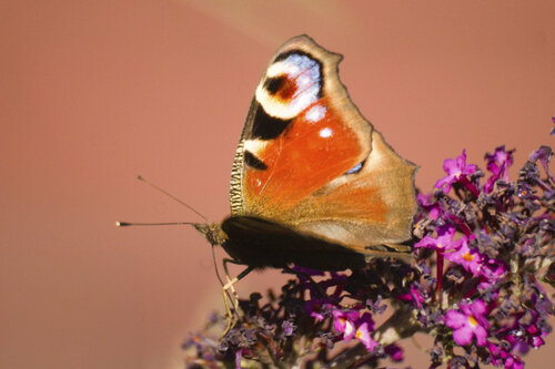 Tagpfauenauge auf Blüten | Pfauenauge Makro by Daniel Gehring, 写真 for Sale on Singulart