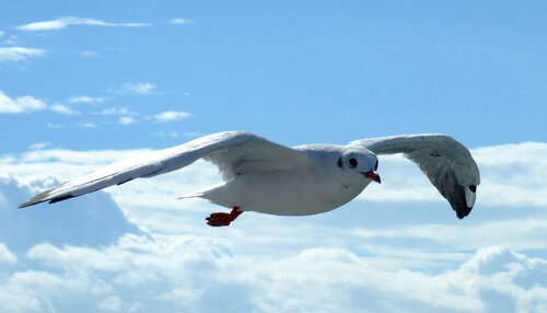 Fliegende Möwe im blauen Himmel | Freiheit pur | Fine Art Tierfotografie by Daniel Gehring, 写真 for Sale on Singulart