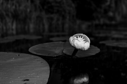 Solitär par Guido Lucker, Photographie en vente sur Singulart