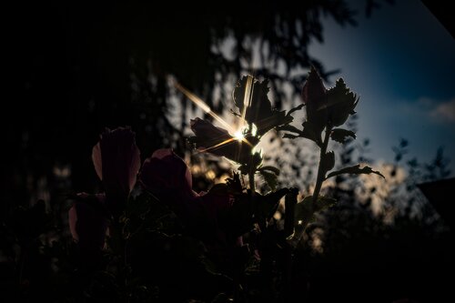Sunlit Silhouettes di Guido Lucker, Fotografia in vendita su Singulart