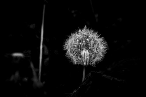 Dandelion Light Pt.II di Guido Lucker, Fotografia in vendita su Singulart