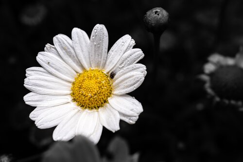 Margerite di Guido Lucker, Fotografia in vendita su Singulart