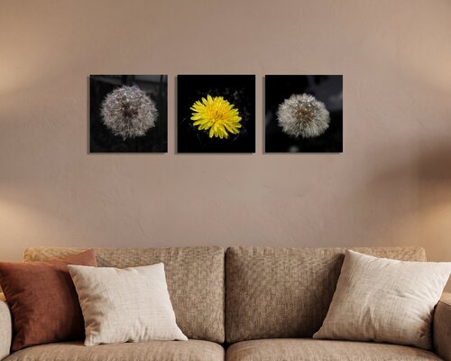 Dandelion Set par Guido Lucker, Photographie en vente sur Singulart