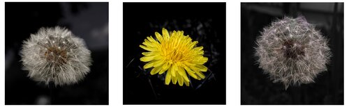 Dandelion Set de Guido Lucker, Fotografía a la venta en Singulart