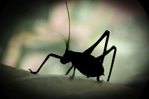 Hopper von Guido Lucker, Fotografie kaufen auf Singulart