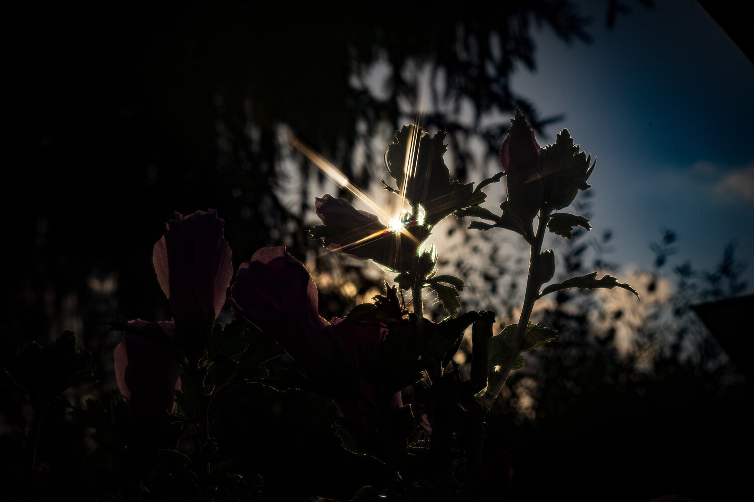 Sunlit Silhouettes Guido Lucker Fotografia in vendita
