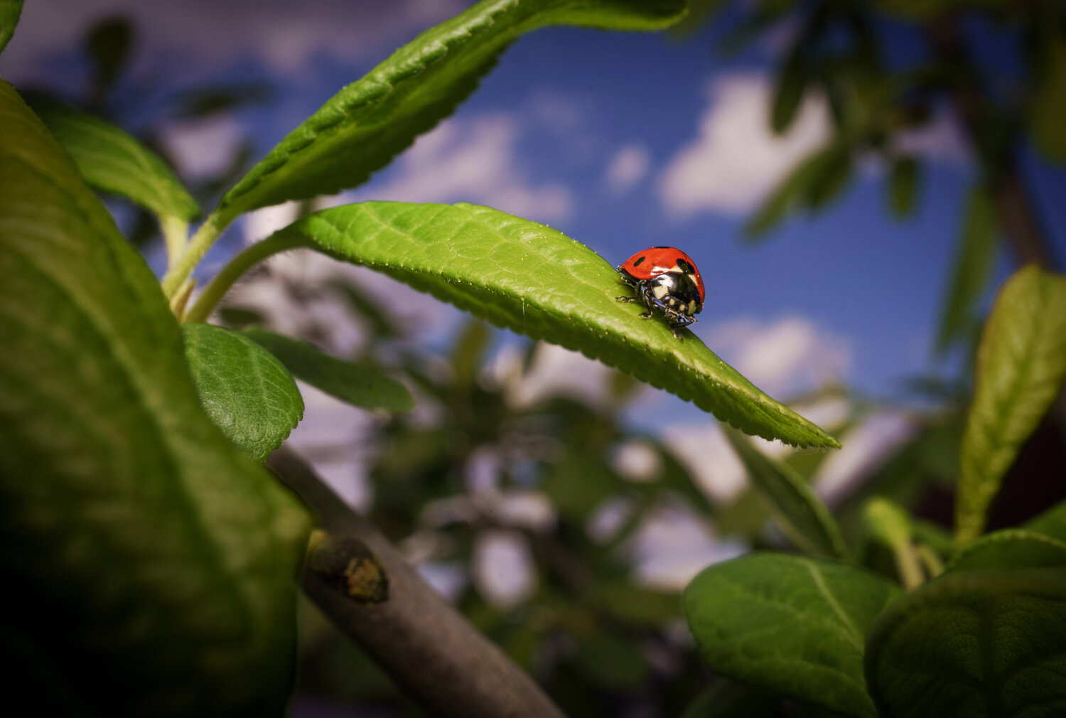 Spring Guido Lucker Fotografie zu verkaufen