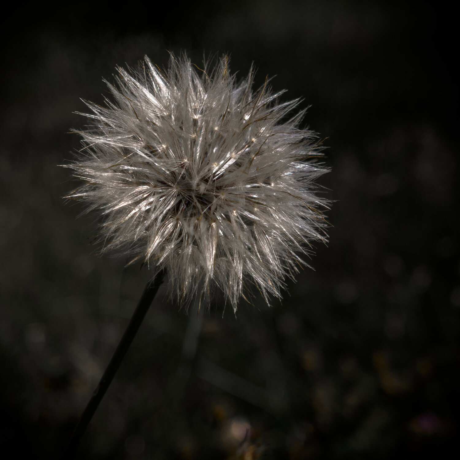 Tragopogon Guido Lucker Fotografie zu verkaufen