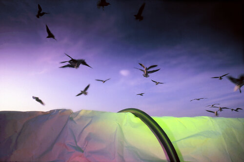Birds by Matjaz Preseren, Photography for Sale on Singulart