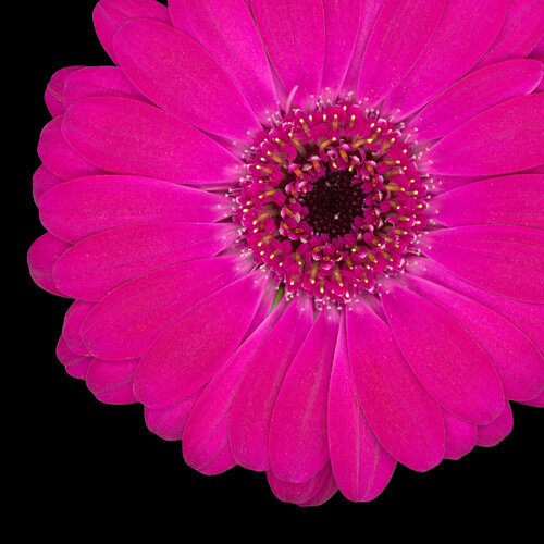 Magenta No. V di Luis Fernandez, Fotografia in vendita su Singulart