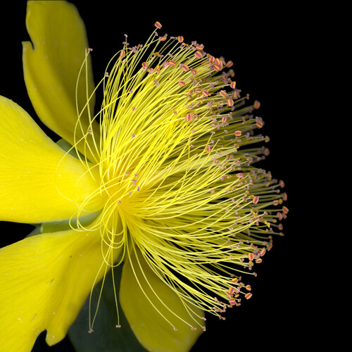 Sunthread by Luis Fernandez, Photography for Sale on Singulart