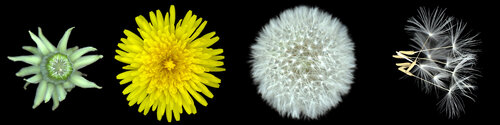 Dandelion Journey de Botanica Lumen, Fotografía a la venta en Singulart