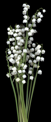 Silent Bells di Botanica Lumen, Fotografia in vendita su Singulart