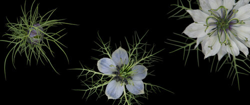 Defence Mechanism by Botanica Lumen, 写真 for Sale on Singulart