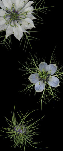 Defence Mechanism par Botanica Lumen, Photographie en vente sur Singulart