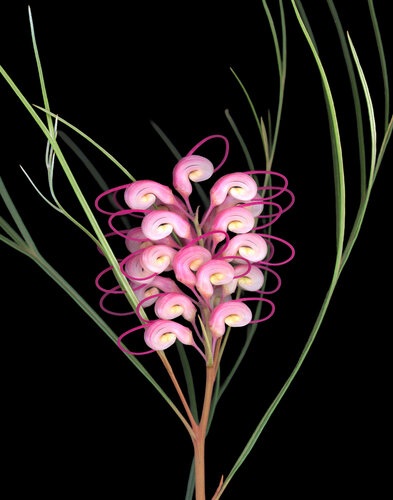 Blush Vortex by Botanica Lumen, Photography for Sale on Singulart
