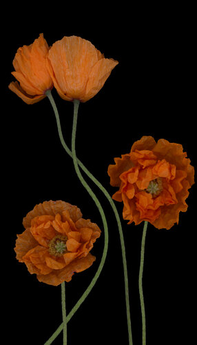 Orange Champagne de Botanica Lumen, Fotografía a la venta en Singulart
