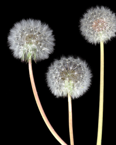 Three Wishes di Botanica Lumen, Fotografia in vendita su Singulart