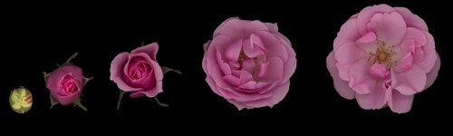 Awakening II by Botanica Lumen, Photography for Sale on Singulart