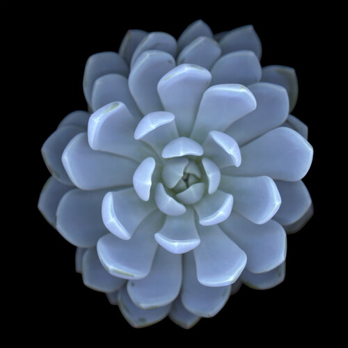 Geometrical Ghost by Botanica Lumen, Photography for Sale on Singulart