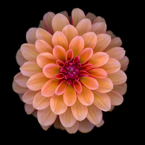 Solera by Botanica Lumen, Photography for Sale on Singulart