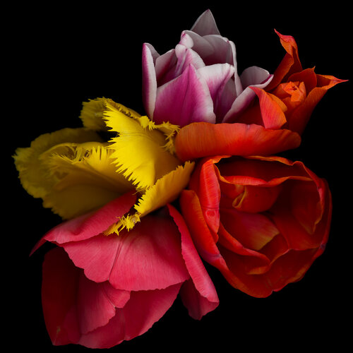 Saffron & Vermilion by Botanica Lumen, Photography for Sale on Singulart