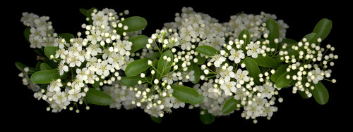 Thousand Moons di Botanica Lumen, Fotografia in vendita su Singulart