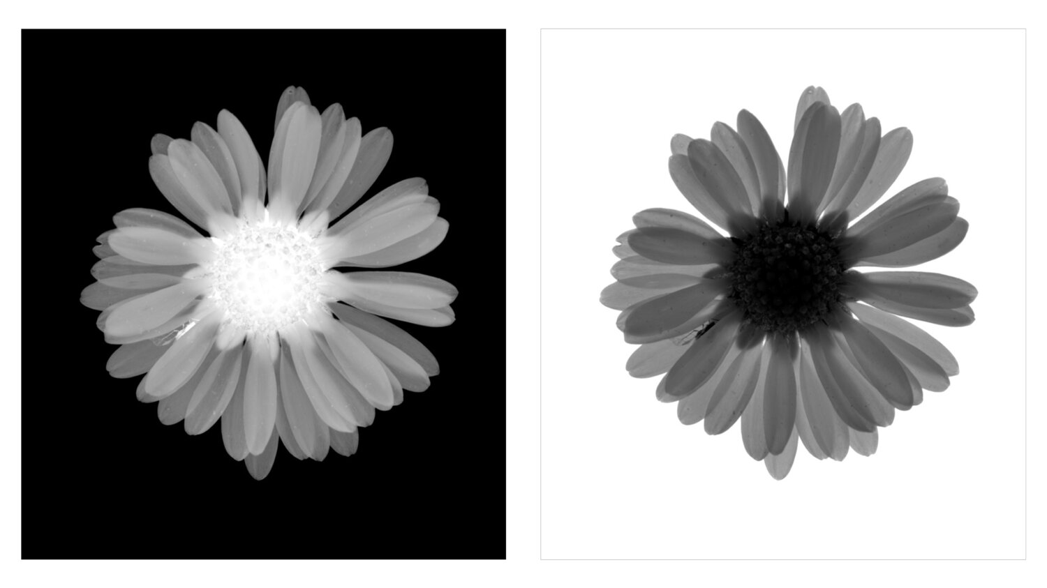 Opposites Botanica Lumen Fotografie te koop