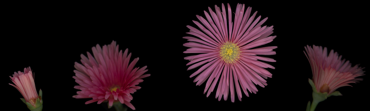 Tell the Time Botanica Lumen Photography for sale