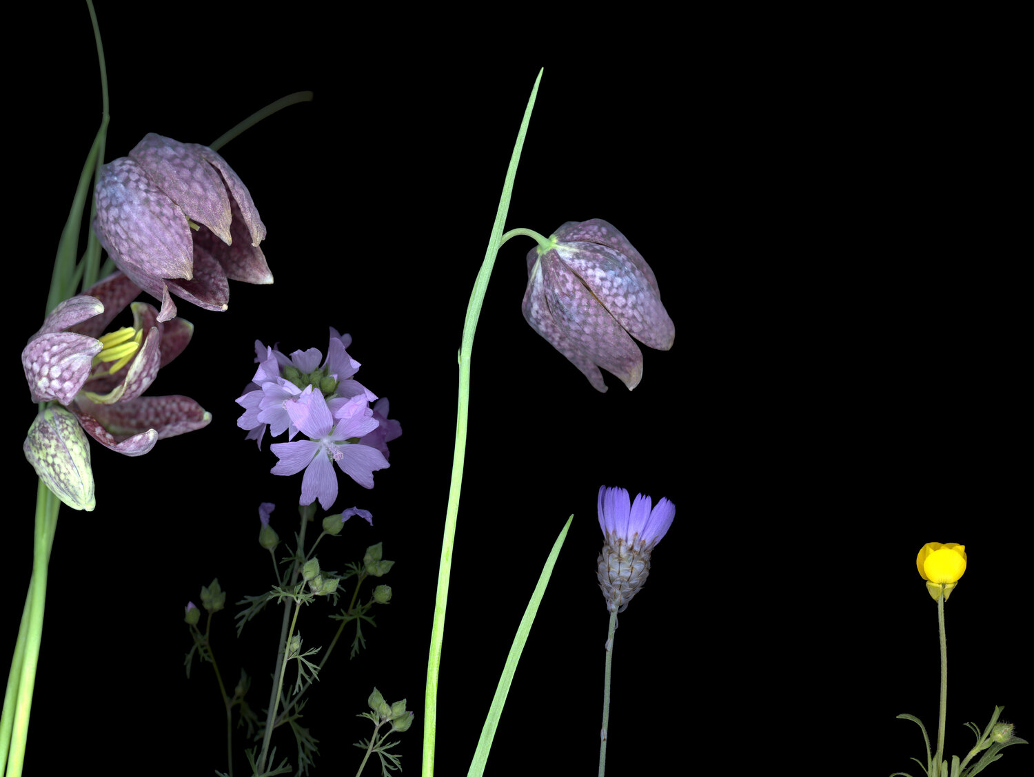 Here, we are Violet Botanica Lumen Photographie à vendre