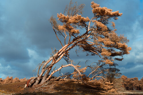 Dying tree by Ariane A.T. James, Photography for Sale on Singulart