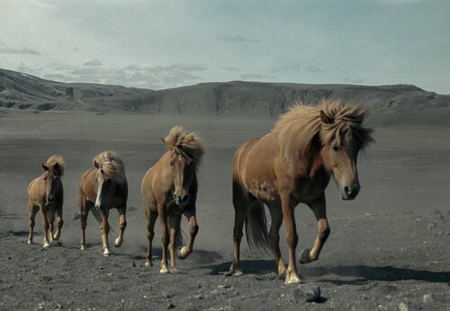 "Les fils du volcan" - Islande de Laurent Parienti, Fotografía a la venta en Singulart