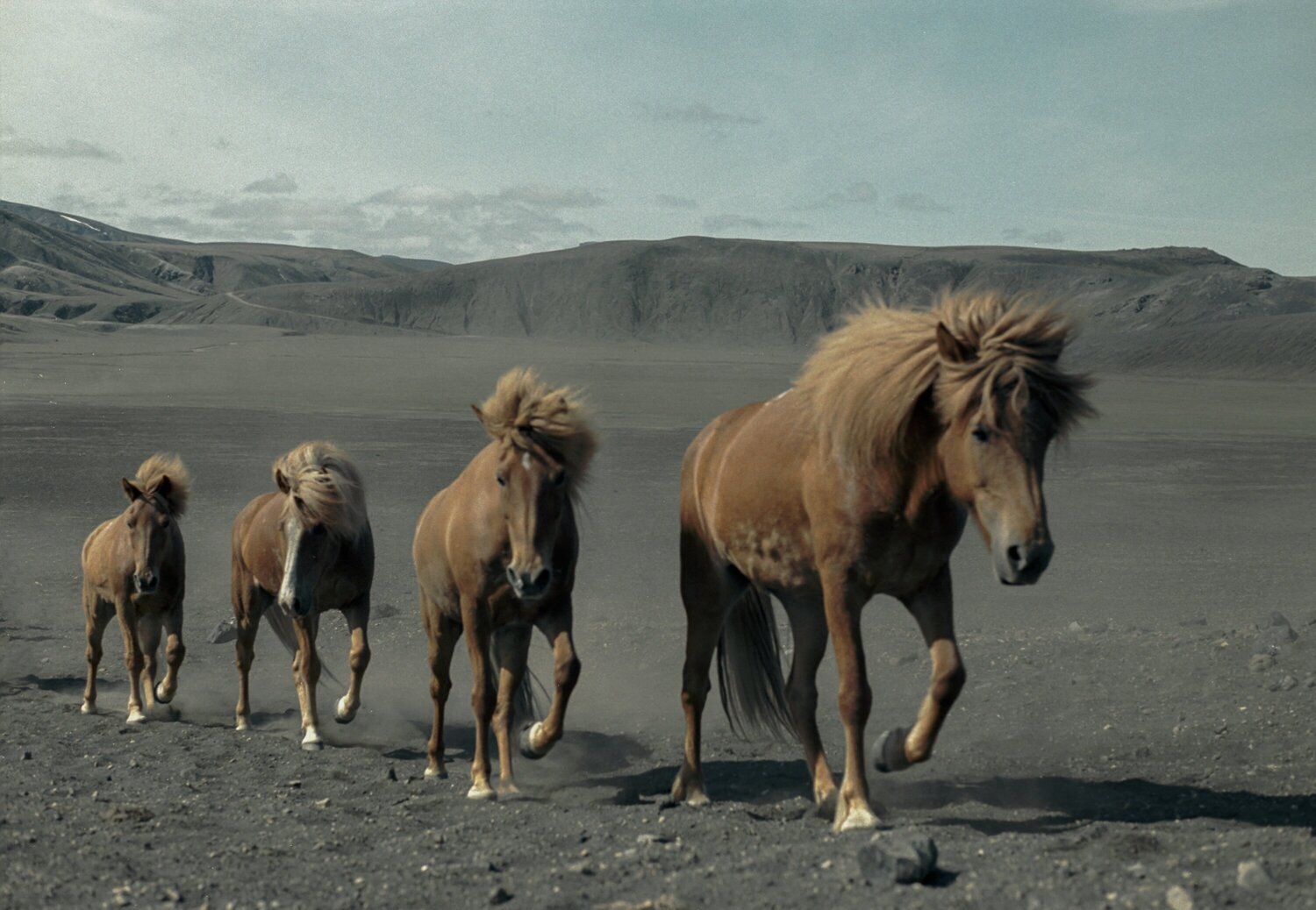 "Les fils du volcan" - Islande Laurent Parienti Photographie à vendre