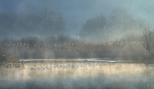 Seagulls in the fog 2 by Franco Fratini, Photography for Sale on Singulart